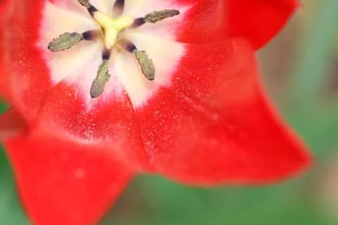 Red Tulip Close Up Stock-Fotos
