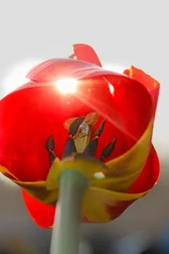 Red tulip close-up Stock-Fotos