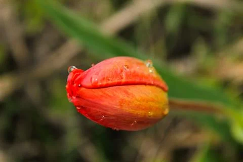 Red tulip close-up Stock Photos