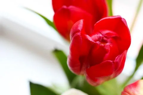Red Tulip Close Up Stock Photos