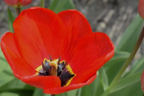 Red tulip close up Stockfoto's