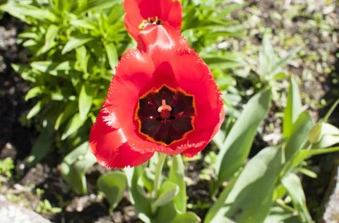 Red tulip close up Stock Photos