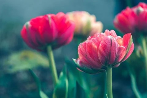 Red tulip close-up Stock Photos