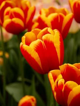 Red tulip close-up Stock Photos