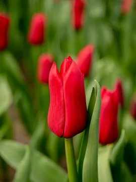 Red tulip close-up Stock Photos