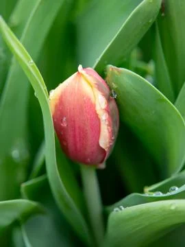 Red tulip close-up Stock Photos