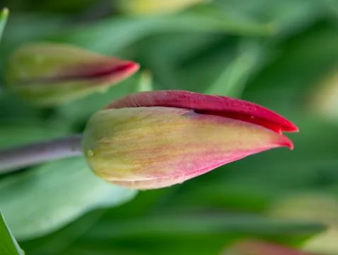 Red tulip close-up Stock Photos