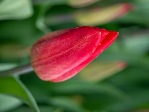 Red tulip close-up Stock Photos