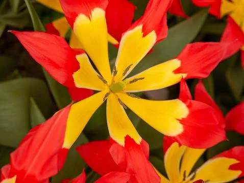 Red tulip close-up Stock Photos