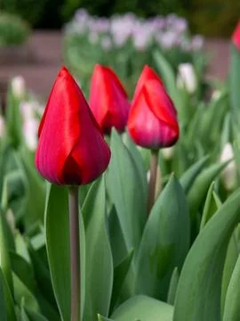 Red tulip close-up 库存照片