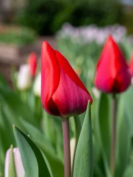 Red tulip close-up Stock Photos