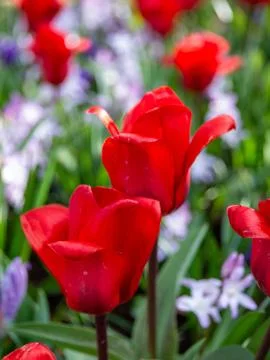 Red tulip close-up Stock Photos