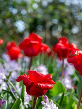 Red tulip close-up Stock Photos