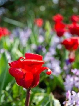 Red tulip close-up Stock Photos