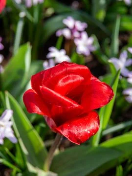 Red tulip close-up Stock Photos