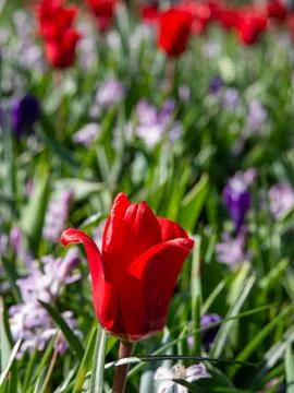 Red tulip close-up Stock Photos