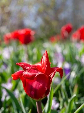 Red tulip close-up Stock Photos