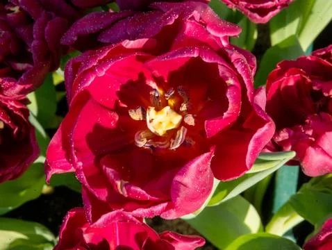 Red tulip close-up Stock Photos