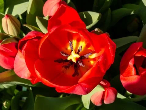 Red tulip close-up Stock-Fotos