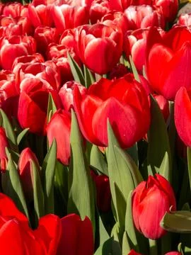 Red tulip close-up Stock Photos