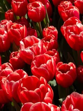 Red tulip close-up Stock Photos