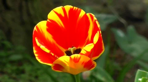 Red tulip closeup Stock Footage 729525