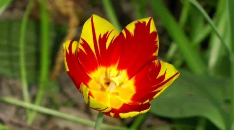 Red tulip closeup Stock Footage 729528
