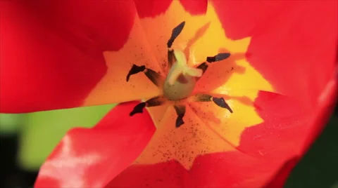 Red tulip closeup Stock Footage 54131371