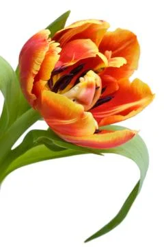 Red tulip closeup Stock Photos