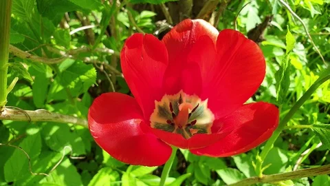 Red Tulip in the closeup slow motion Video stock 108438846