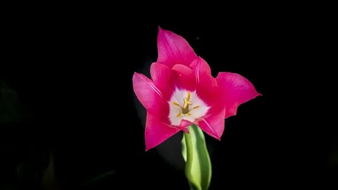Red tulip closing Stock Footage 75057072