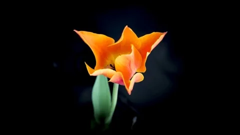 Red tulip closing Видео 75057087