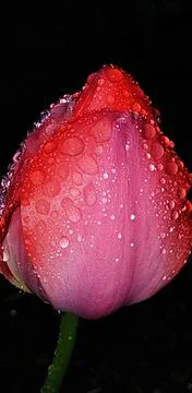 Red Tulip with dew drops, macro photography Stock Photos