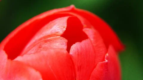 Red tulip with drops Stock Photos