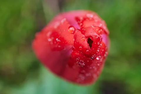 A red tulip enveloped in raindrops Stock Photos
