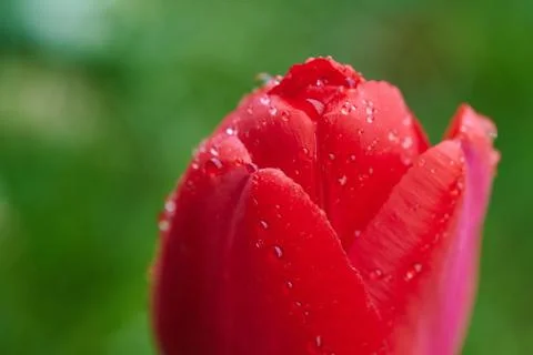 A red tulip enveloped in raindrops Stock Photos