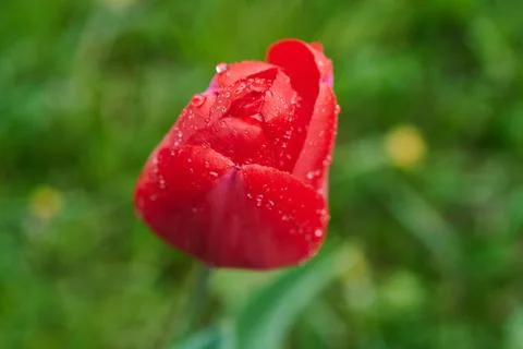 A red tulip enveloped in raindrops Stock Photos