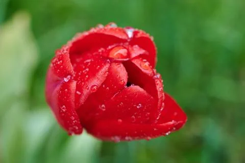 A red tulip enveloped in raindrops Stock Photos