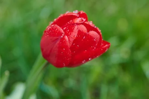 A red tulip enveloped in raindrops Stock Photos