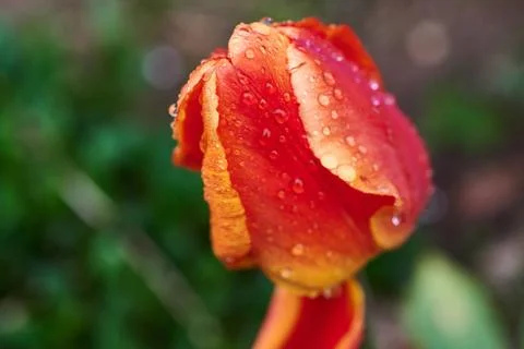 A red tulip enveloped in raindrops Stock Photos