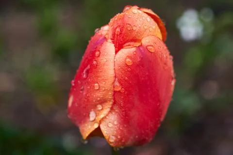 A red tulip enveloped in raindrops Stock Photos