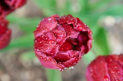 A red tulip enveloped in raindrops Stock Photos