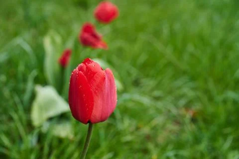 A red tulip enveloped in raindrops Stock Photos