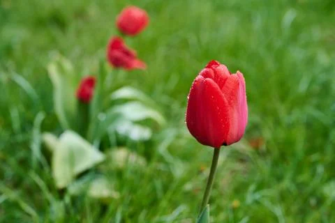 A red tulip enveloped in raindrops Stock Photos