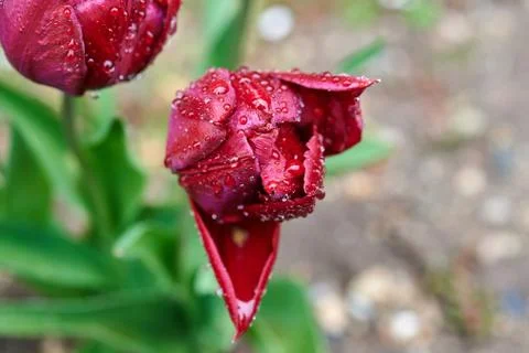 A red tulip enveloped in raindrops Stock Photos