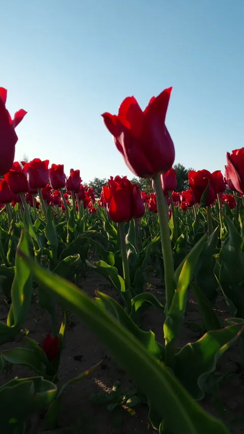 Red Tulip Field Blooming In Spring At Sunset Stock Footage 345581978
