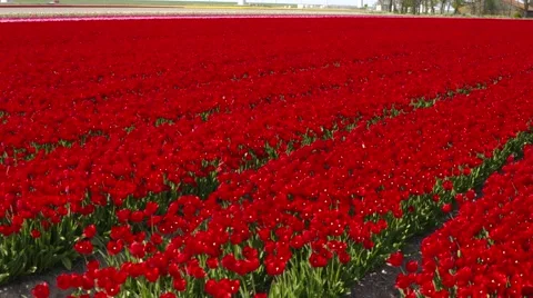 Red Tulip field close-up Stock Footage 63336168