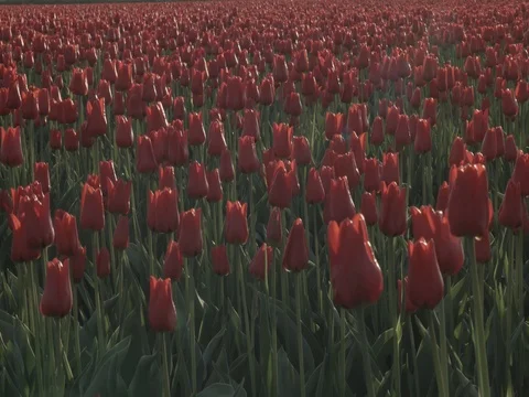 Red Tulip Field Stock Footage 74551673
