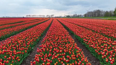 Red tulip field in full bloom. Stock Footage 307104853