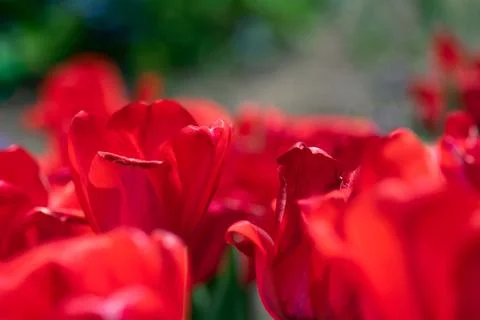 Red Tulip Field Stock Photos
